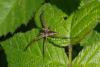Pisaura mirabilis